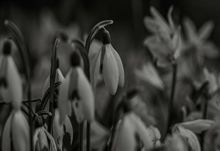 Bereavement Network Europe and Centre for Death and Society Webinar